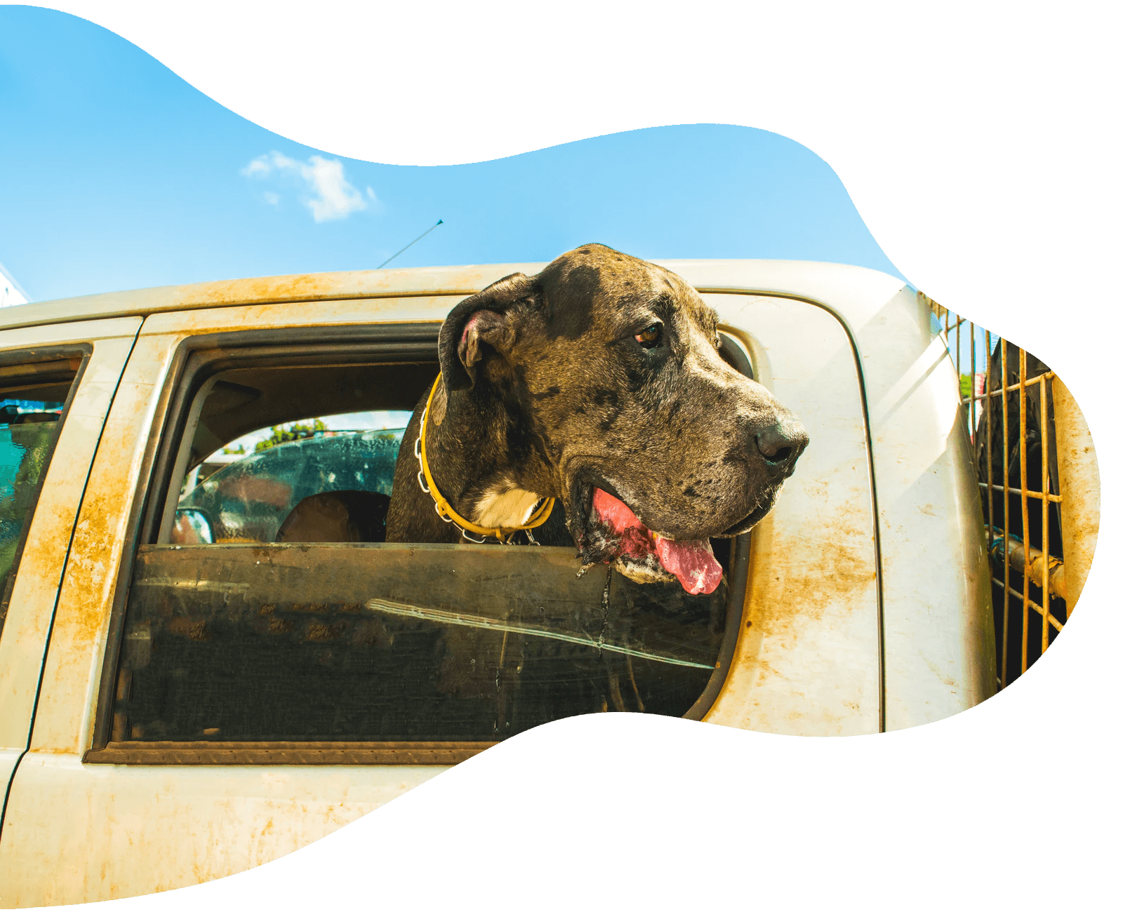 Dog Boarding at Elswick Kennels