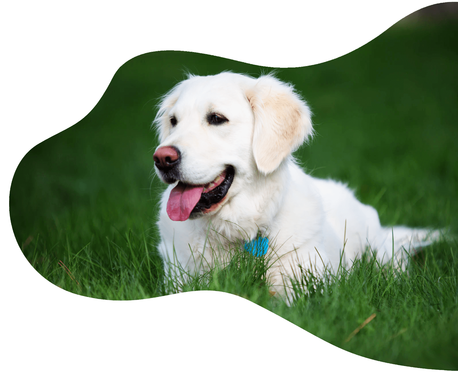 Elswick Kennels