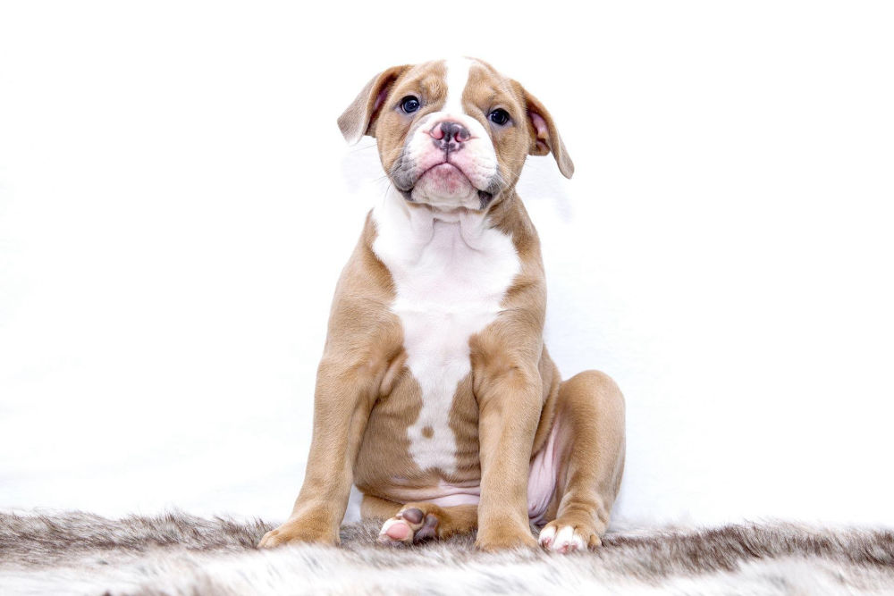 Elswick kennels Preston
