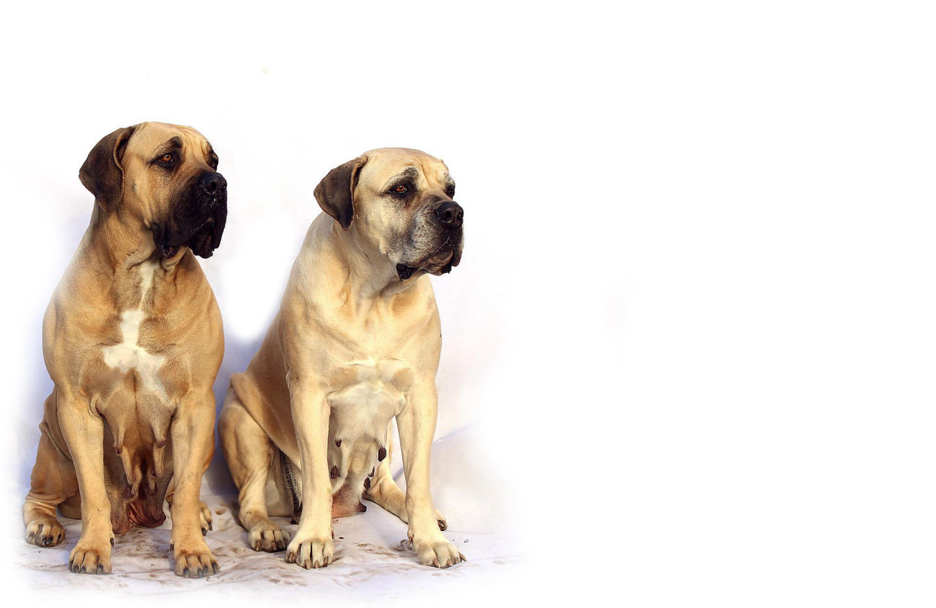 Elswick Kennels